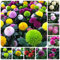 Mischen Chrysanthemen Samen 400 Chrysanthemen Pflanzen Blumensamen Nachhaltige Geschenke Bonsai Samen Garten Geschenke FüR Frauen Bodendecker Winterhart MehrjäHrig
