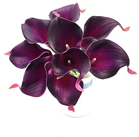 Riesige weiße Calla-Zwiebeln/Geliebt bei Blumenliebhabern/Importierte Blumenzwiebeln/Erfrischend – 1,9 Blumenzwiebeln