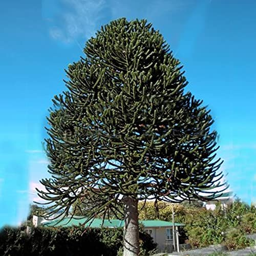Araucaria Araucana Monkey Puzzle Tree Outdoor Garden Strong Healthy Plant in Pot (3 Litre Pot, 30-50cm)