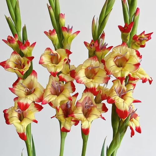 gladiolenzwiebeln winterhart mehrjährig - kübelpflanzen exotische garten outdoor stauden für pralle 6pcs