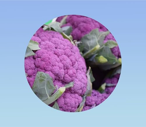 50 graines de chou fleur violet de sicile - RARE - goût sucré et savoureux