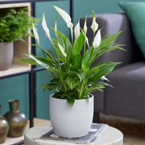 Carbeth Plants Spathiphyllum Peace Lily Indoor Plant in 9cm Pot – Air Purifying Houseplant for Home or Office – Low Maintenance – 3 Live Plant