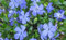 6 Vinca minor blau Immergrün Bodendecker T9x9