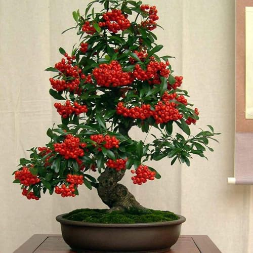 50 piezas semillas de espino de fuego, interior balcón invernadero en resistentes jardín