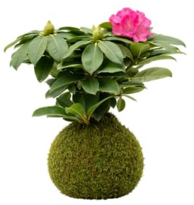 Azalea en Kokedama Natural con Flor – Planta Viva de Interior | DECOALIVE