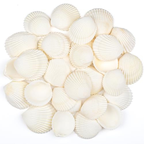 SKOOLOVE 30 PCS Sea Shells 4-5 CM White Small Seashells for Crafting, Crafts DIY Painting Beaching Wedding Decoration, Beach Natural Shells Bulk