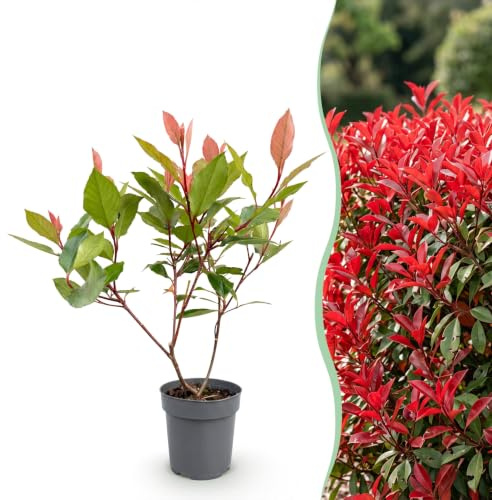 GreenboutiQ - Plantes de haie - Photinia Little Red Robin - Feuillage Rouge - 8 Plantes - 1 Mètre Linéaire - Persistant - Pot 9cm Hauteur 30-35cm