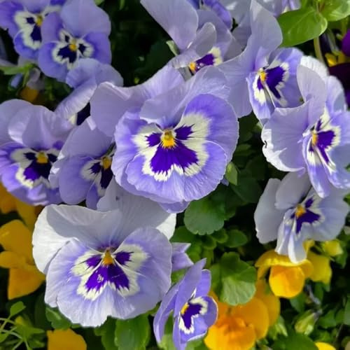 semillas de pensamiento, de balcón resistentes Viola tricolor, de jardín raras 1000pcs