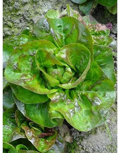 Sachet de graines de Laitue d'hiver Rougette de Montpellier - 3 g - LES GRAINES BOCQUET