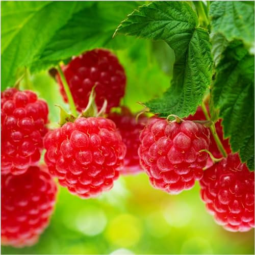5 'Autumn Bliss' Red Raspberry Cane/Rubus Idaeus 'Autumn Bliss', Big & Tasty 3fatpigs®