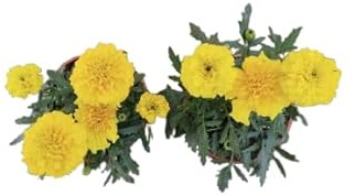 Tagetes Flores Amarillas | Set 2 Unidades |DECOALIVE |Plantas Vivas y Naturales