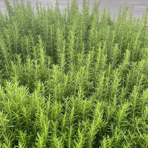 semillas de romero perenne resistente al invierno - Jardín, para el balcón. interior, variedades tradicionales 500pcs