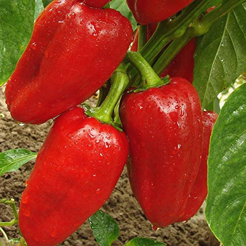 Rubinova Paprika Samen für ca. 15 Pflanzen - frühreif und ertragreich