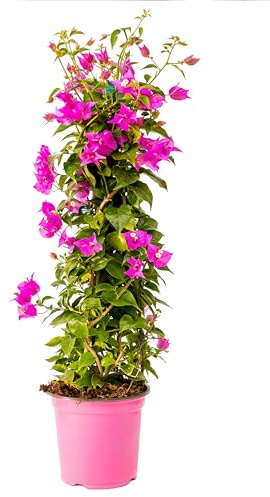 Bonplants Bougainvillea (Piramide Viola/Fucsia, Vaso 17, h 75 cm)