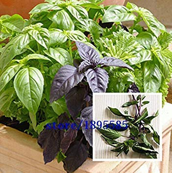 200 Semi di Pezzi di Verdure Menta piperita Naturale Verde Spice piantare Semi Balcone Fiori en Vaso Semi Assorbire Formaldeide Pianta