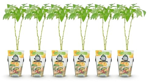 GreenboutiQ - Obstpflanzen - Himbeere - Rubus idaeus Fallgold - Winterhart - 6 Pflanzen - Topf 9 cm - Gelbe Himbeere