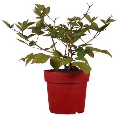 Rubus, Brombeere, Triple Crown, süße Beeren, Obststrauch, pflegeleicht, winterhart, Gartenpflanze, Beerenstrauch, ertragreich