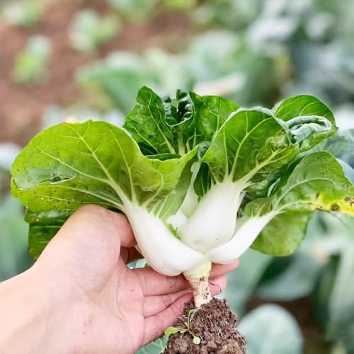 cavolo cinese, semi di pak choi, resistenti per giardini rocciosi invernali vecchie varietà di vecchie varietà giardino sul balcone raro balcone 500pcs