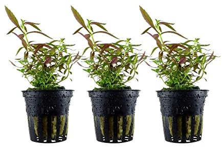 AquaOne Akvarieväxt 3 stycken Limnophila hippuridoides I vattenväxt akvarieväxt stjälkväxt helt rotad lätt att rengöra aquascaping dekoration