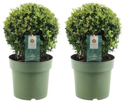Trendyplants - Ilex crenata 'Jenny' - Bulbe de buis - 2 pièces - Résistant à l'hiver - Hauteur 25-45 cm - Taille du pot Ø20cm