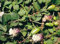 Semi Cappero Sementi Perenne Caper Bush - 1 bustina