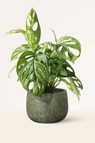 APRIL Monstera Adansonii - Planta Natural de Interior - Purificadora de Aire Plants - Altura: 25-30 cm