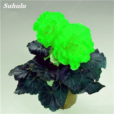 Graines de bégonia bonsaï Mélange de couleurs Hybrida Voss Lanternes Fleurs Begonia Malus Spectabilis Bonsaï chinois Décoration de jardin Paquet de 100 graines