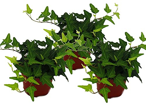 Hedera helix, 3er Set, Efeu, grünlaubig 9cm Topf