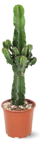 Attitude Garden - eritrea spurge - cowboy kaktus - 90-100 cm - ⌀ 19 cm - kaktusar och suckulenter