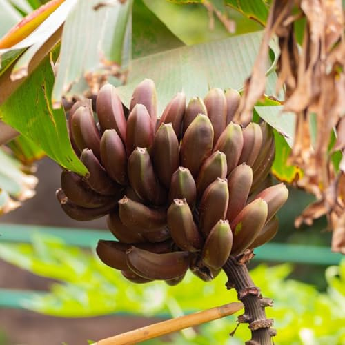 bananenpflanze banane, zimmerpflanzen bananenbaum, deko wohnzimmer, balkonpflanzen winterhart anzucht 30samen