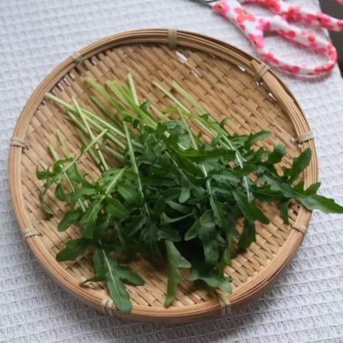 semi di rucola resistenti - rucola, d'appartamento, da balcone di rucola perenni biologici, giardino, perenni 80pcs