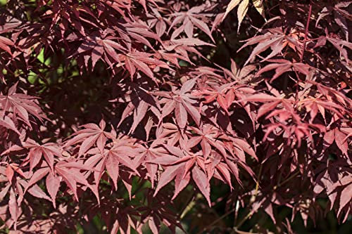 Acer palmatum 'Bloodgood' Japanischer Ahorn - 125-150cm Solitär 3x veredelt, Roter Laubbaum, Winterhart
