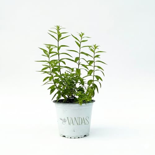 Vandas Citronella Pianta Antizanzare Vaso 14 cm Pianta Aromatica Repellente Naturale per Balcone Giardino Made in Italy