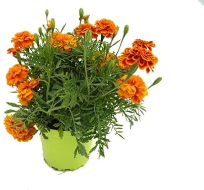 Flor Natural - Tagete o Clavel de la China - Planta de Exterior