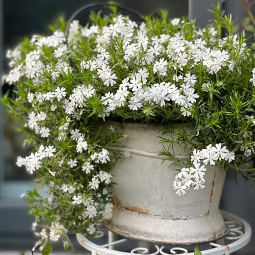 Semi di Phlox da tappeto - perenni resistenti Phlox subulata - decorazione da giardino per esterni da balcone resistenti 200pcs