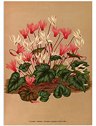 Krouterebs Metall-Blechschild, Motiv: Botanische Blumen, viktorianische Natur, Alpenveilchen, rustikal, geeignet für Zuhause und Küche, Bar, Männerhöhle, Café, Garage, Wanddekoration, 30,5 x 20,3 cm