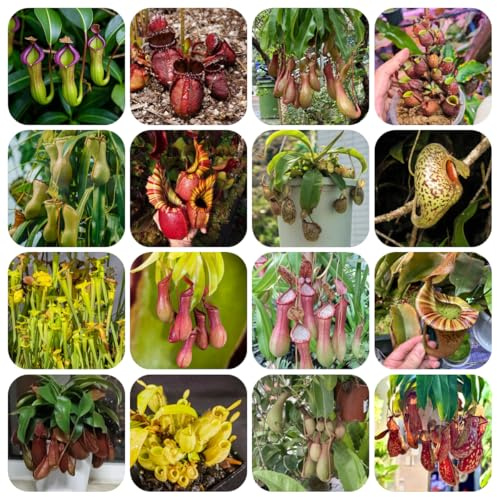 semi di nepenthes - rampicanti resistenti perenni appartamento tappezzanti 200pcs