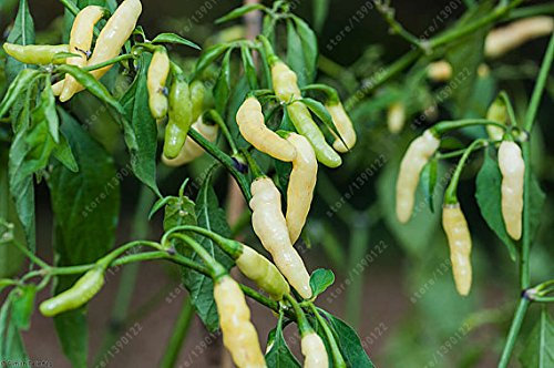 Graines de produits HOO Piment Aribibi Gusano Piment bolivien rare Piment chenille blanc très piquant Graines de légumes biologiques en pot: PAQUET DE 100 GRAINES