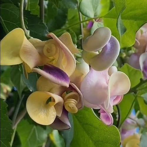 semillas de frijol caracol, Vigna caracalla, exterior con decorativas orgánicas para balcón 20pcs