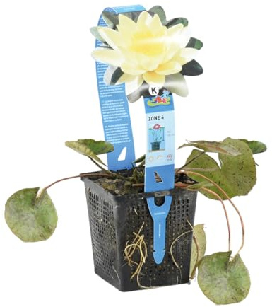 Bloomique - Nymphaea ‘Marliacea Chromat’ - Nenúfar - Amarillo - Plantas de estanque - Acuáticas - Resistente al frío - Altura 10-20 cm - Maceta 11 cm