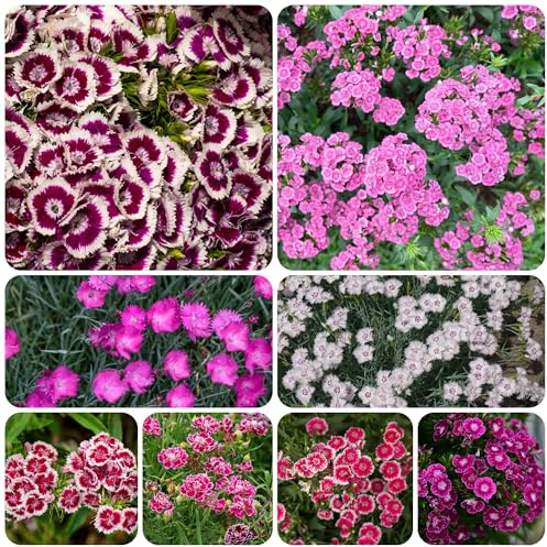 semillas de clavel anual - Dianthus - variedades antiguas, jardín resistentes orgánicas para balcón perennes 350pcs