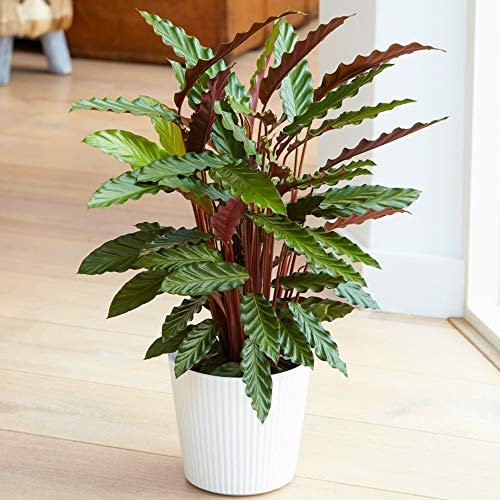 GardenersDream Calathea Elgergrass Plant - Healthy Air Purifying Indoor Plant - Live Indoor Potted Plants for Shelves, Desks, and Window Ledges - Gifts for Plants Lover (30-40 cm incl. 12 cm Pot)