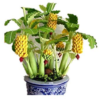 KINGDUO 30 Stk Zwerg Bananensamen Bonsai Tree Tropisch Frucht Samen Balkon Blume Für Haus Pflanzen