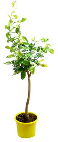 Verdecora Limonero 4 estaciones Eureka Árbol cítrico en maceta de 5L | Para plantar en huerto o jardín | Frutas abundantes | Planta natural de exterior (Limonero)