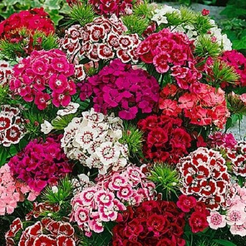 Sweet William Indian Carpet Mixed Seeds Hardy Perennial 2,000 to 100,000 Seeds (5g - 5,000 Seeds, Mixed)