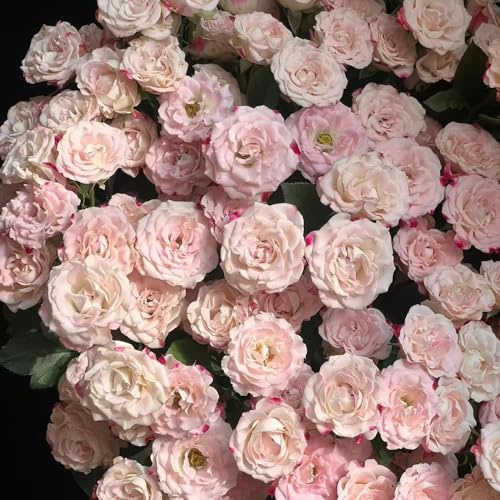 kletterrosen - wiesenblumen rosen balkon zimmerbonsai bonsai exotische pflanzensamen blumensamen mehrjährig 100samen