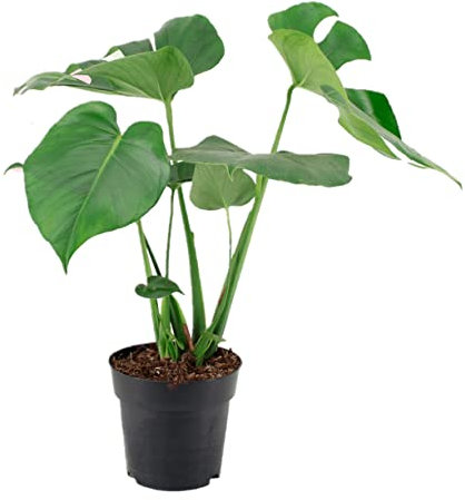 Monstera Deliciosa Planta Natural de interior - Costilla de Adán - Planta de interior de decoración - Planta Natural - Planta Viva (Monstera Mediana 70 cm)