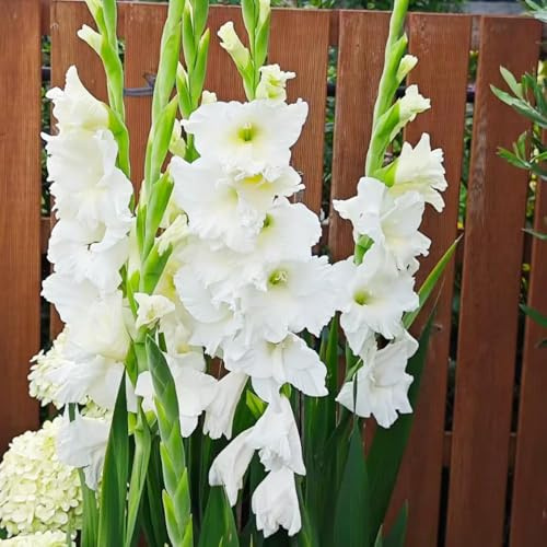 bulbi di gladioli - decorazione copertura del suolo giardino resistenti bulbi primavera primavera perenni resistenti gladioli giardino 3pcs