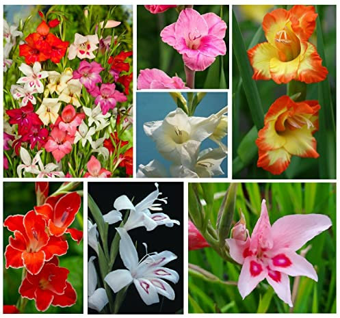 20x Gladioli Nanus Mixed Bulbs Spring Flowering Dwarf Gladiolus Colourful Garden Summer Cut Flowers Autumn Planting Hardy Corms