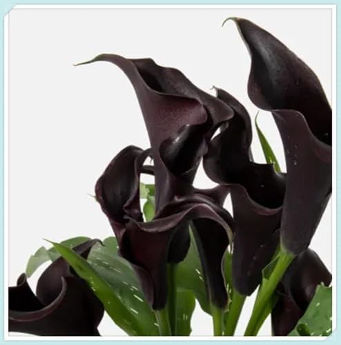 calla bulboso,bulbi di calla，Plump, Zantedeschia Bulbi, Sani, Robusti, Compatti, Intatti, Vigorosi-10 Bulbi